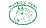 Maegaard Welsh, stutteri med Welsh Mountain ponys